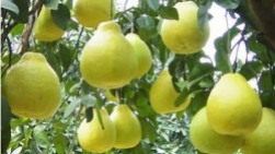 Pomelo-a grapefruit-like fruit popular in south China